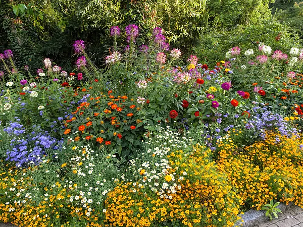 451040 - Spider flowers (Tarenaya syn. Cleome), zinnias (Zinnia), floss flowers (Ageratum) and marigolds (Tagetes)