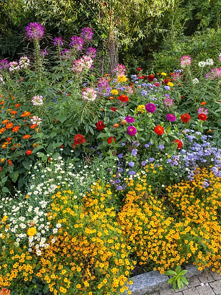 451041 - Spider flowers (Tarenaya syn. Cleome), zinnias (Zinnia), floss flowers (Ageratum) and marigolds (Tagetes)