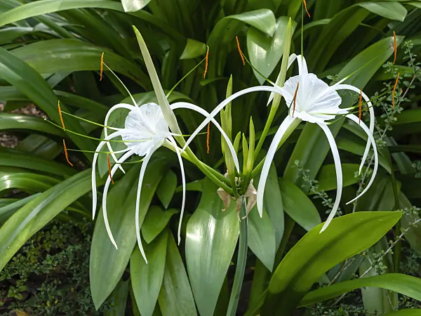 434258 - Spider lily (Hymenocallis)