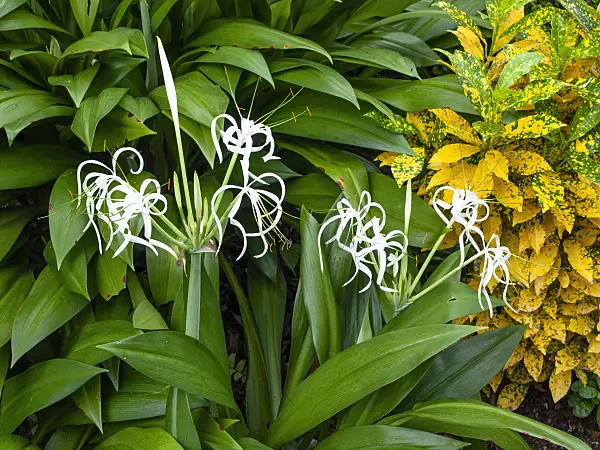 454155 - Spider lily (Hymenocallis) and croton (Codiaeum variegatum syn. Croton variegatus)
