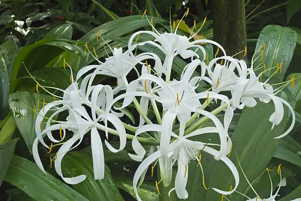 548111 - Spider lily (Hymenocallis eucharidifolia)