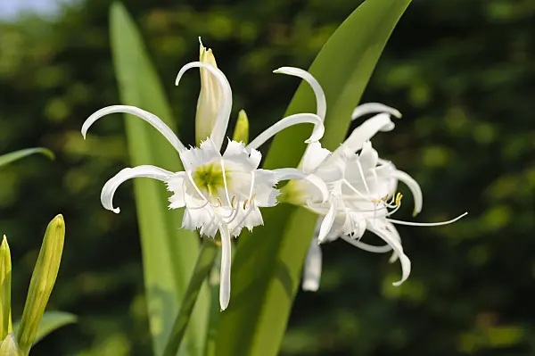 484318 - Spider lily (Hymenocallis x festalis)