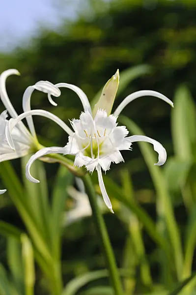 484319 - Spider lily (Hymenocallis x festalis)
