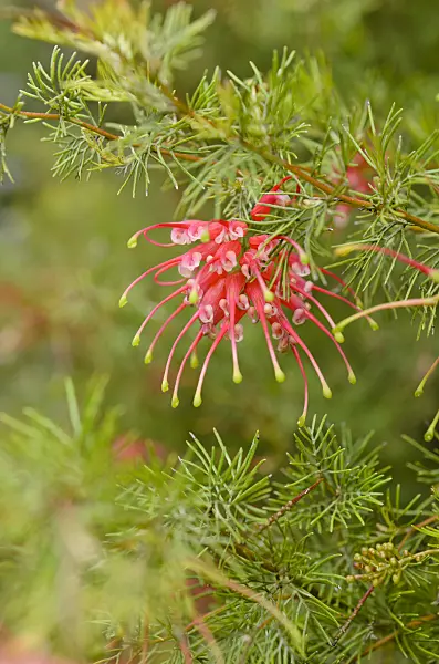 508488 - Spider-net grevillea (Grevillea thelemanniana)