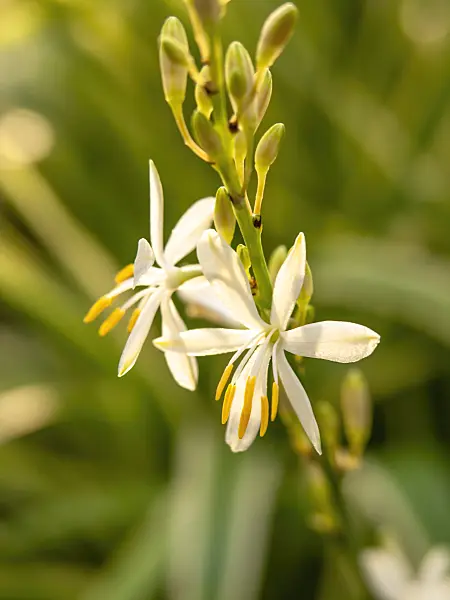443169 - Spider plant (Chlorophytum comosum 'Variegatum')