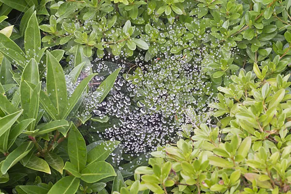 573056 - Spider's web with raindrops