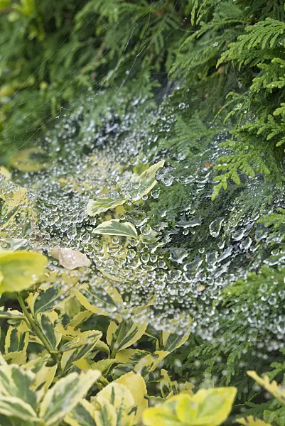 609003 - Spider's web with raindrops