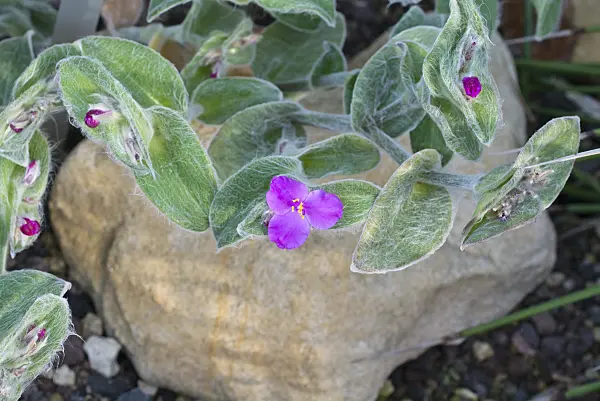 550007 - Spiderwort (Tradescantia sillamontana)