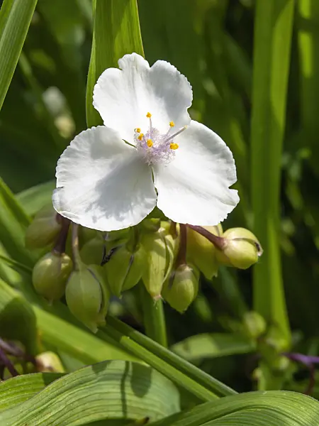 426103 - Spiderwort (Tradescantia x andersoniana 'Innocence')
