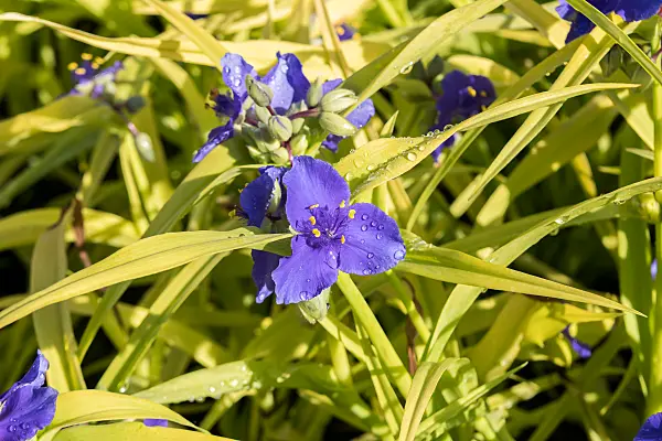 675378 - Spiderwort (Tradescantia x andersoniana 'Sweet Kate')