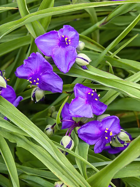 426045 - Spiderwort (Tradescantia x andersoniana 'Zwanenburg Blue')