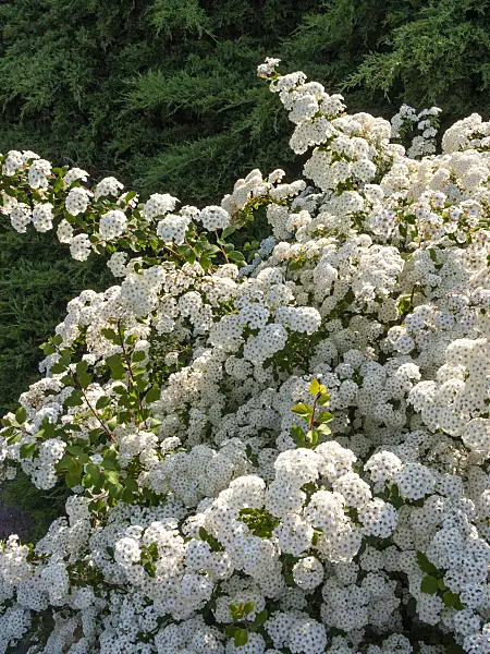 413037 - Spierstrauch (Spiraea)