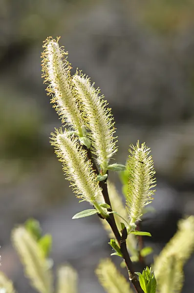 520024 - Spießweide (Salix hastata)