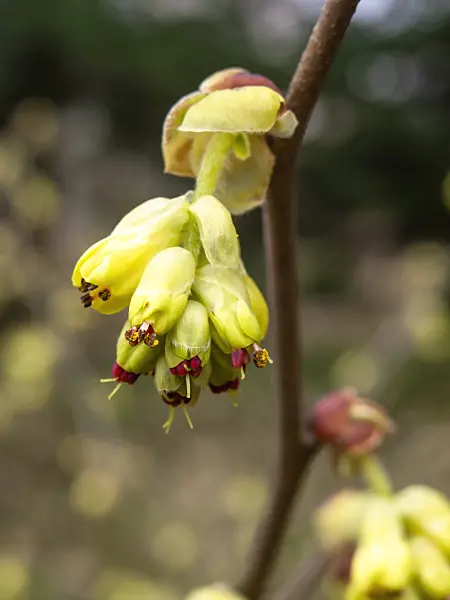 436216 - Spike winter hazel (Corylopsis spicata)