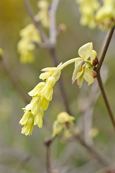 471094 - Spike winter hazel (Corylopsis spicata)