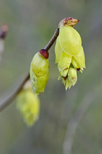 483060 - Spike winter hazel (Corylopsis spicata)