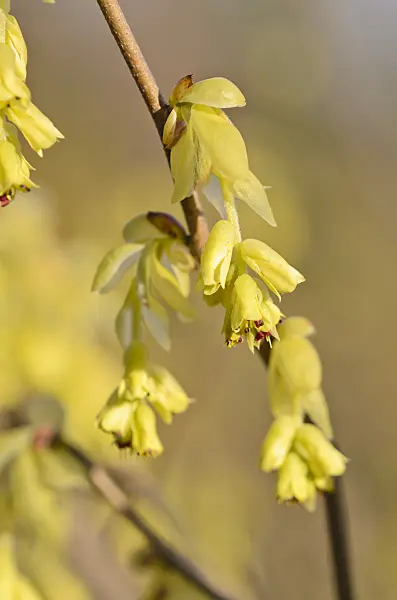 543001 - Spike winter hazel (Corylopsis spicata)