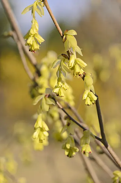 543002 - Spike winter hazel (Corylopsis spicata)