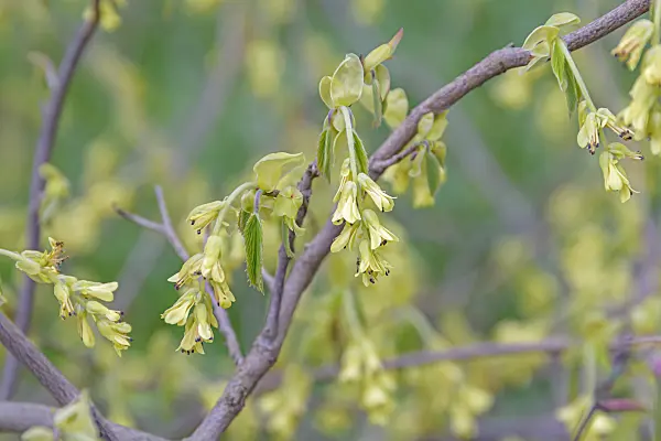 607036 - Spike winter hazel (Corylopsis spicata)
