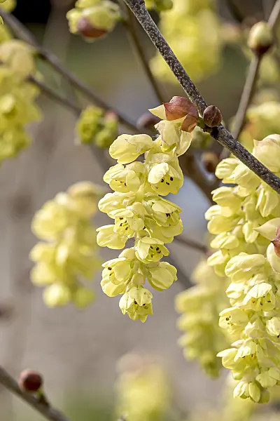 651198 - Spike winter hazel (Corylopsis spicata)