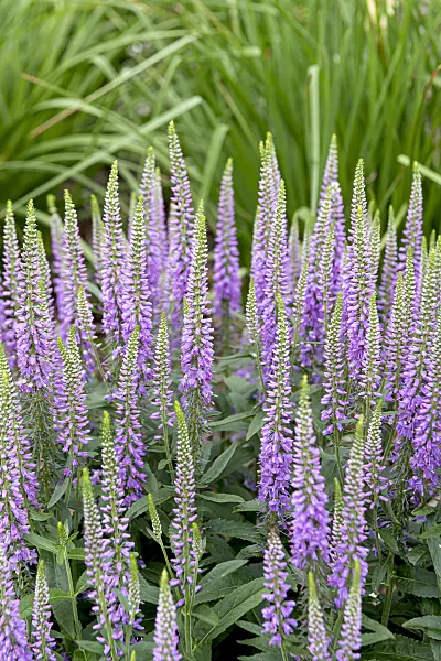 607218 - Spiked speedwell (Pseudolysimachion spicatum 'Lavender Lightsaber' syn. Veronica spicata 'Lavender Lightsaber')