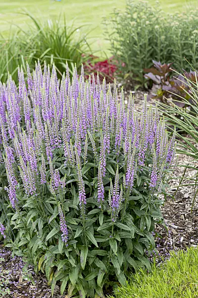 607219 - Spiked speedwell (Pseudolysimachion spicatum 'Lavender Lightsaber' syn. Veronica spicata 'Lavender Lightsaber')