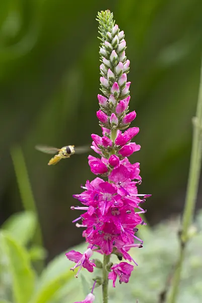 559116 - Spiked speedwell (Pseudolysimachion spicatum 'Rotfuchs' syn. Veronica spicata 'Rotfuchs') with hover fly