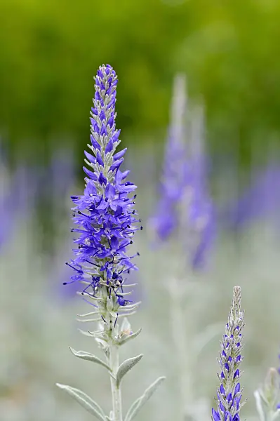 473180 - Spiked speedwell (Pseudolysimachion spicatum syn. Veronica spicata)