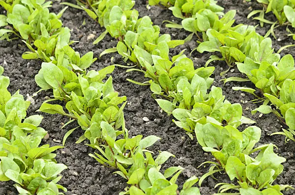 536045 - Spinach (Spinacia oleracea 'Red Cardinal')