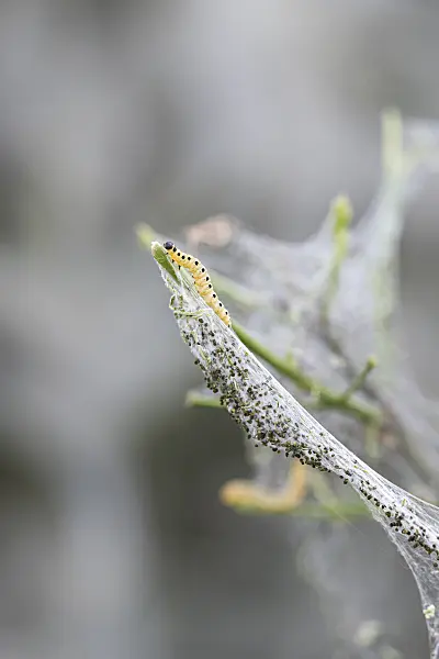 616210 - Spindle ermine (Yponomeuta cagnagella) and common spindle (Euonymus europaeus)