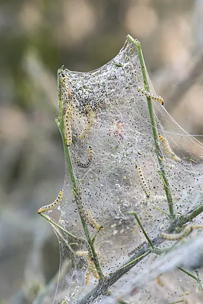 616211 - Spindle ermine (Yponomeuta cagnagella) and common spindle (Euonymus europaeus)