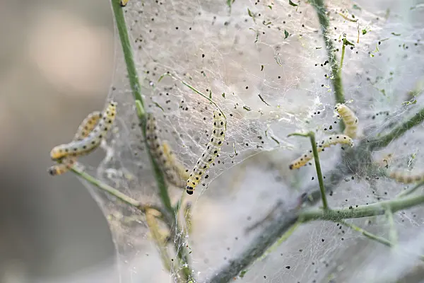 616213 - Spindle ermine (Yponomeuta cagnagella) and common spindle (Euonymus europaeus)