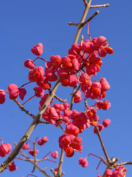 431023 - Spindle tree (Euonymus)