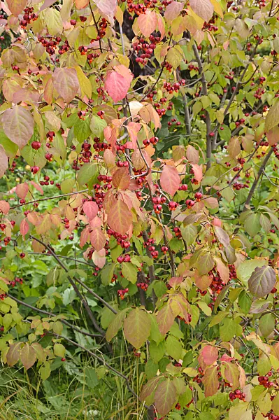 488054 - Spindle tree (Euonymus)