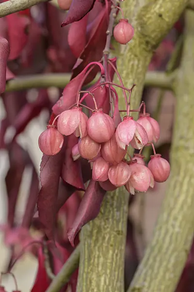 575100 - Spindle tree (Euonymus grandiflorus 'Red Wine')