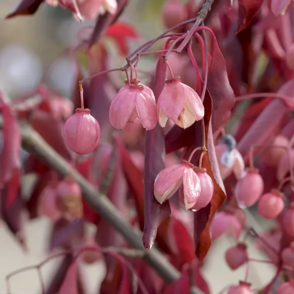 575101 - Spindle tree (Euonymus grandiflorus 'Red Wine')