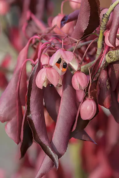 575102 - Spindle tree (Euonymus grandiflorus 'Red Wine')