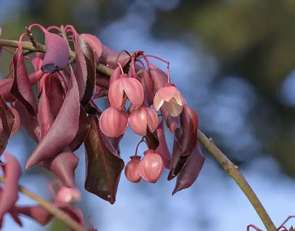 575103 - Spindle tree (Euonymus grandiflorus 'Red Wine')