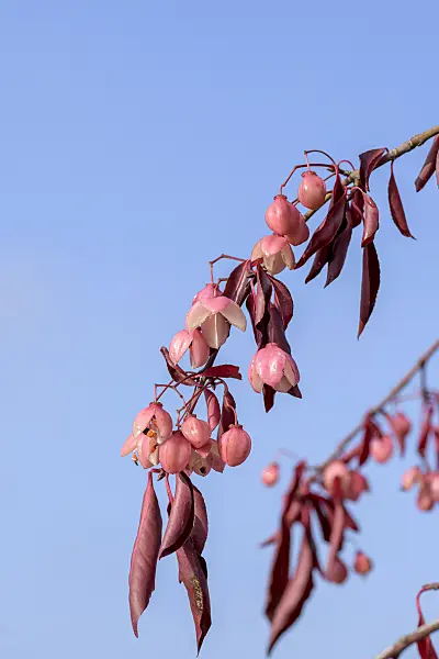 575104 - Spindle tree (Euonymus grandiflorus 'Red Wine')