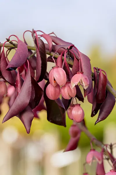 593071 - Spindle tree (Euonymus grandiflorus 'Red Wine')