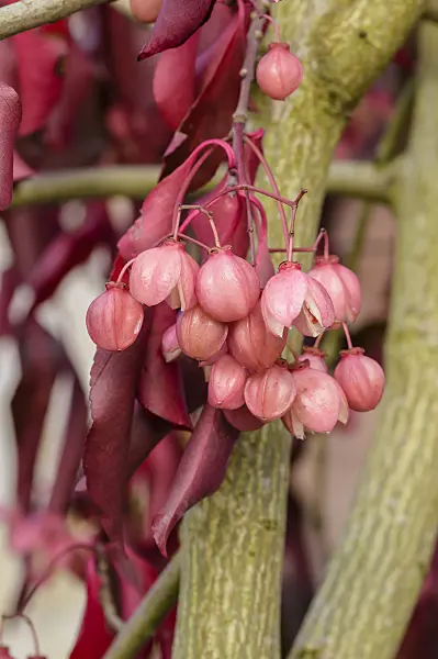 593072 - Spindle tree (Euonymus grandiflorus 'Red Wine')
