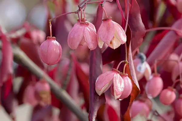 593073 - Spindle tree (Euonymus grandiflorus 'Red Wine')