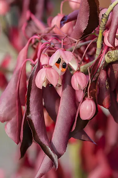 593074 - Spindle tree (Euonymus grandiflorus 'Red Wine')