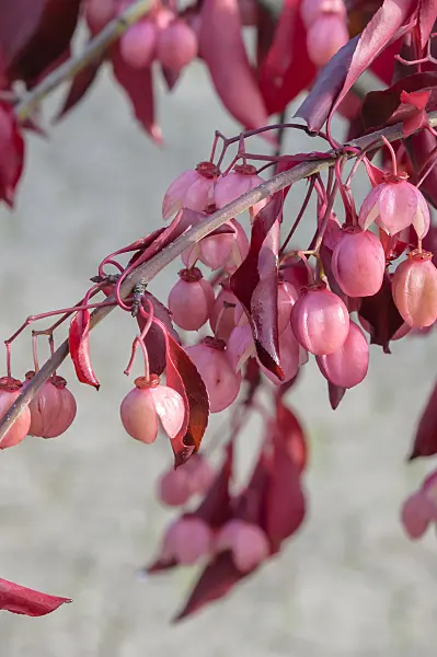 593076 - Spindle tree (Euonymus grandiflorus 'Red Wine')
