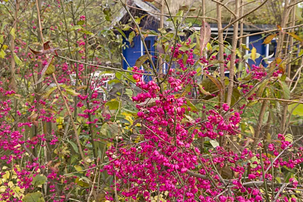 576020 - Spindle tree (Euonymus) in front of a blue garden house
