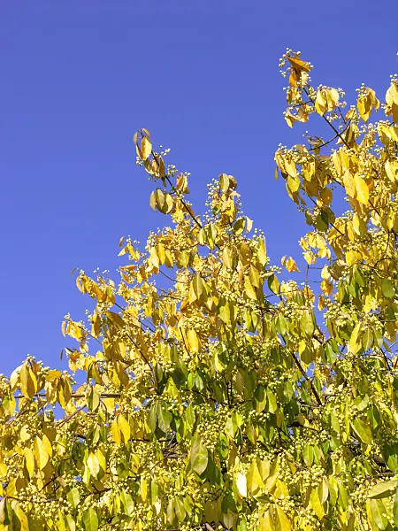 465117 - Spindle tree (Euonymus kiautschovicus)