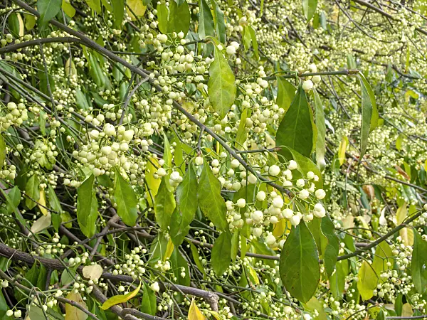 466012 - Spindle tree (Euonymus kiautschovicus)