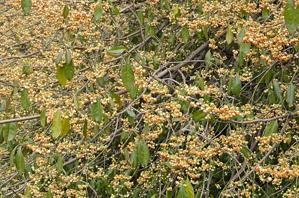 467055 - Spindle tree (Euonymus kiautschovicus)