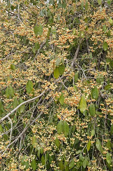 467056 - Spindle tree (Euonymus kiautschovicus)