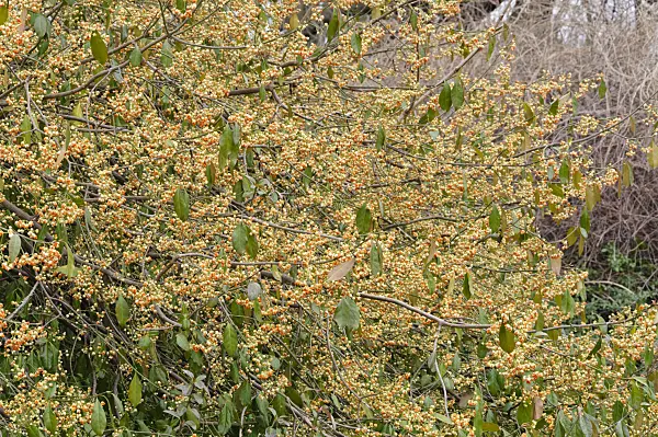 467057 - Spindle tree (Euonymus kiautschovicus)